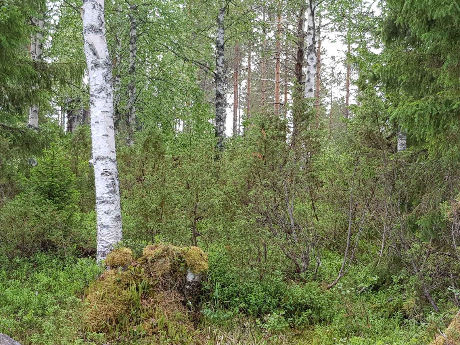 Vehreässä metsässä kasvaa koivuja, katajia, mäntyjä ja leveitä kuusia. Etualalla on kanto.