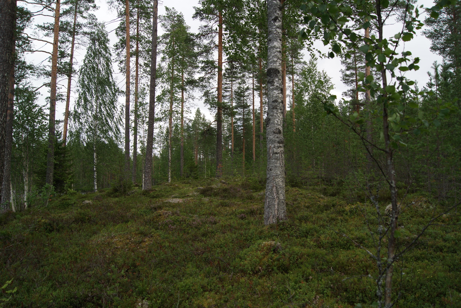 Kesäisessä sekametsässä on harvapuinen alue, jolla kasvaa suuri koivu.