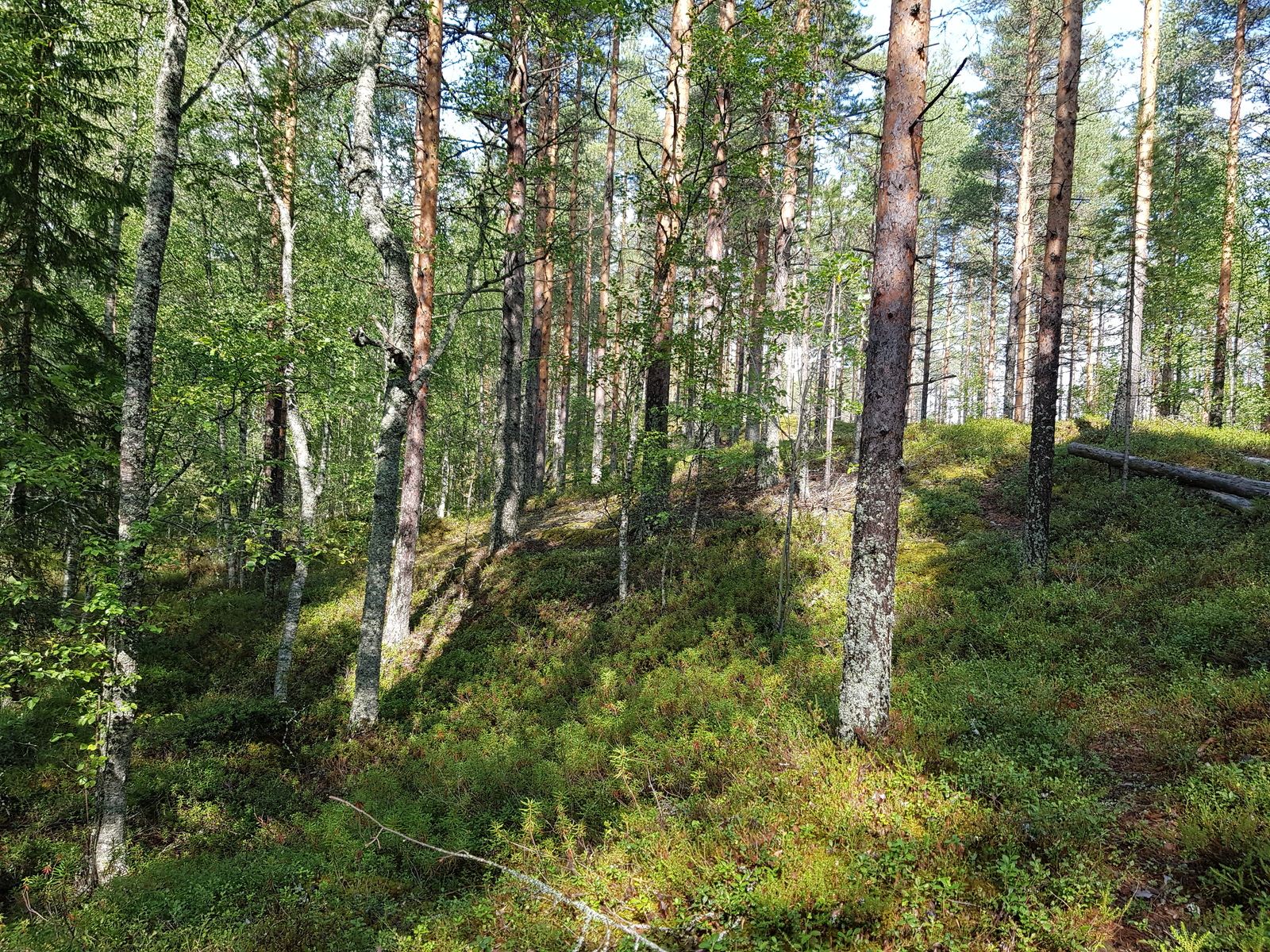 Kesäinen sekametsä kasvaa loivasti kumpuilevassa maastossa.