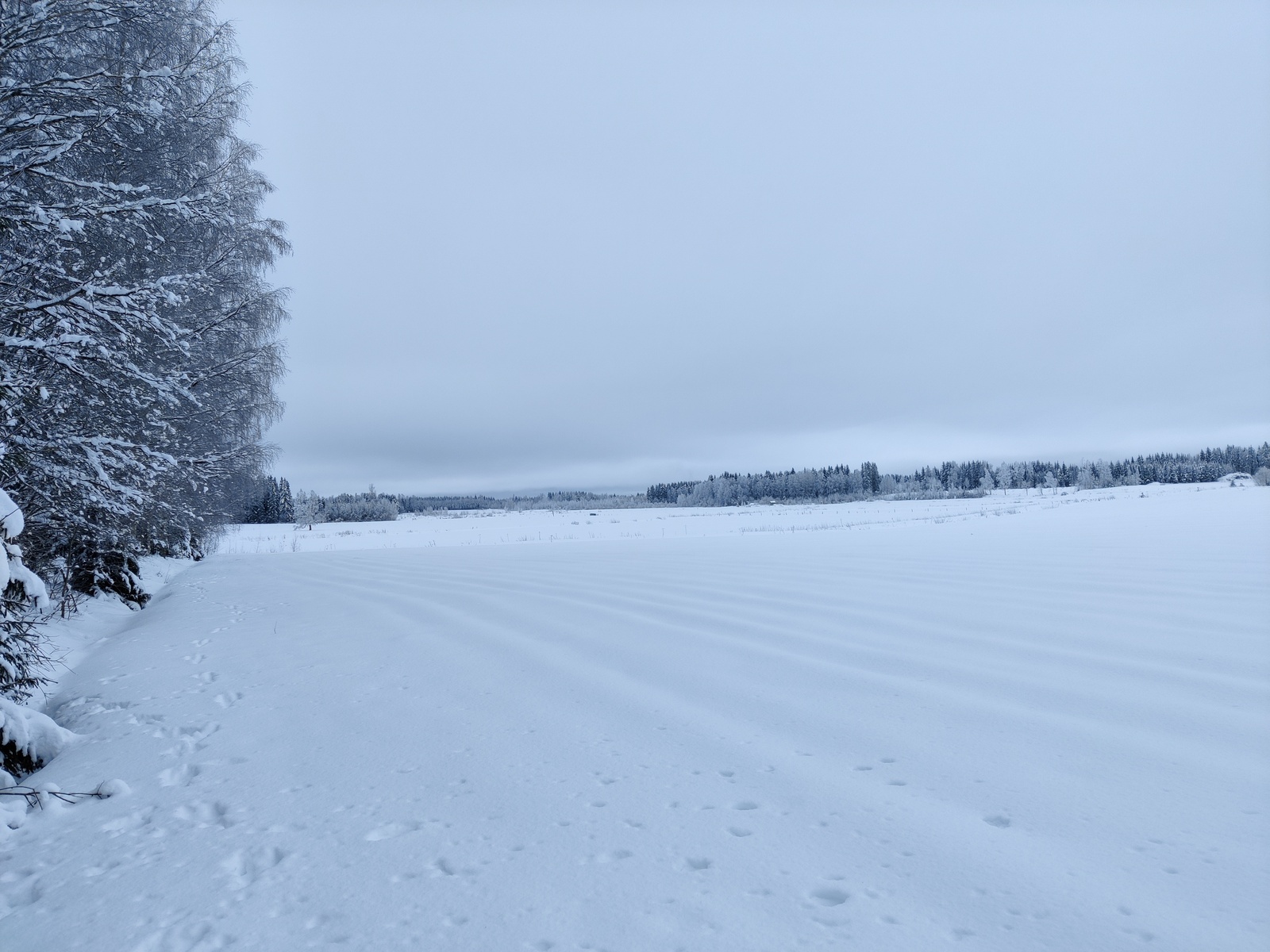 Talvisessa maisemassa metsä reunustaa laajoja peltoalueita.