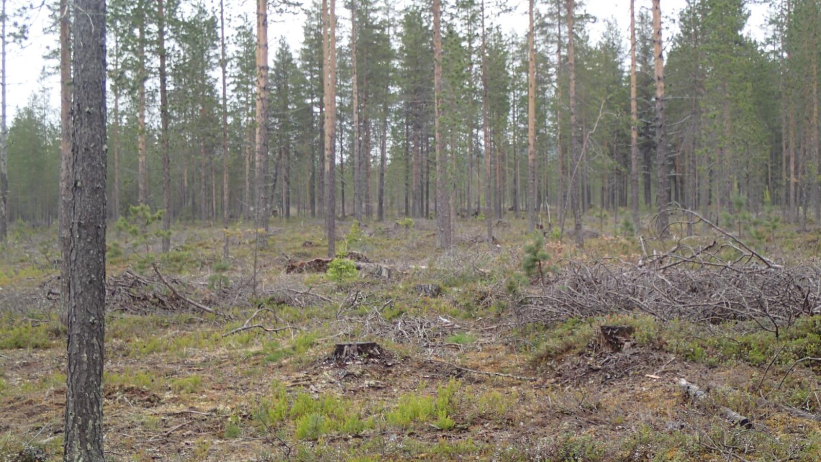 Karsittuja puita avaran havumetsän edustalla.