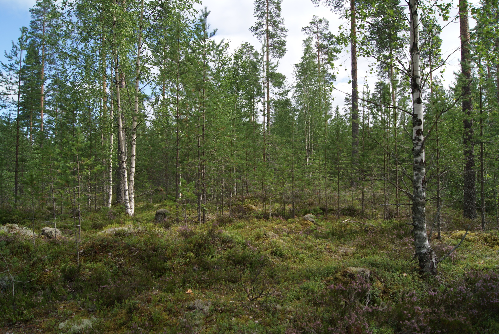 Kesäisessä sekametsässä kasvaa eri-ikäisiä puita.