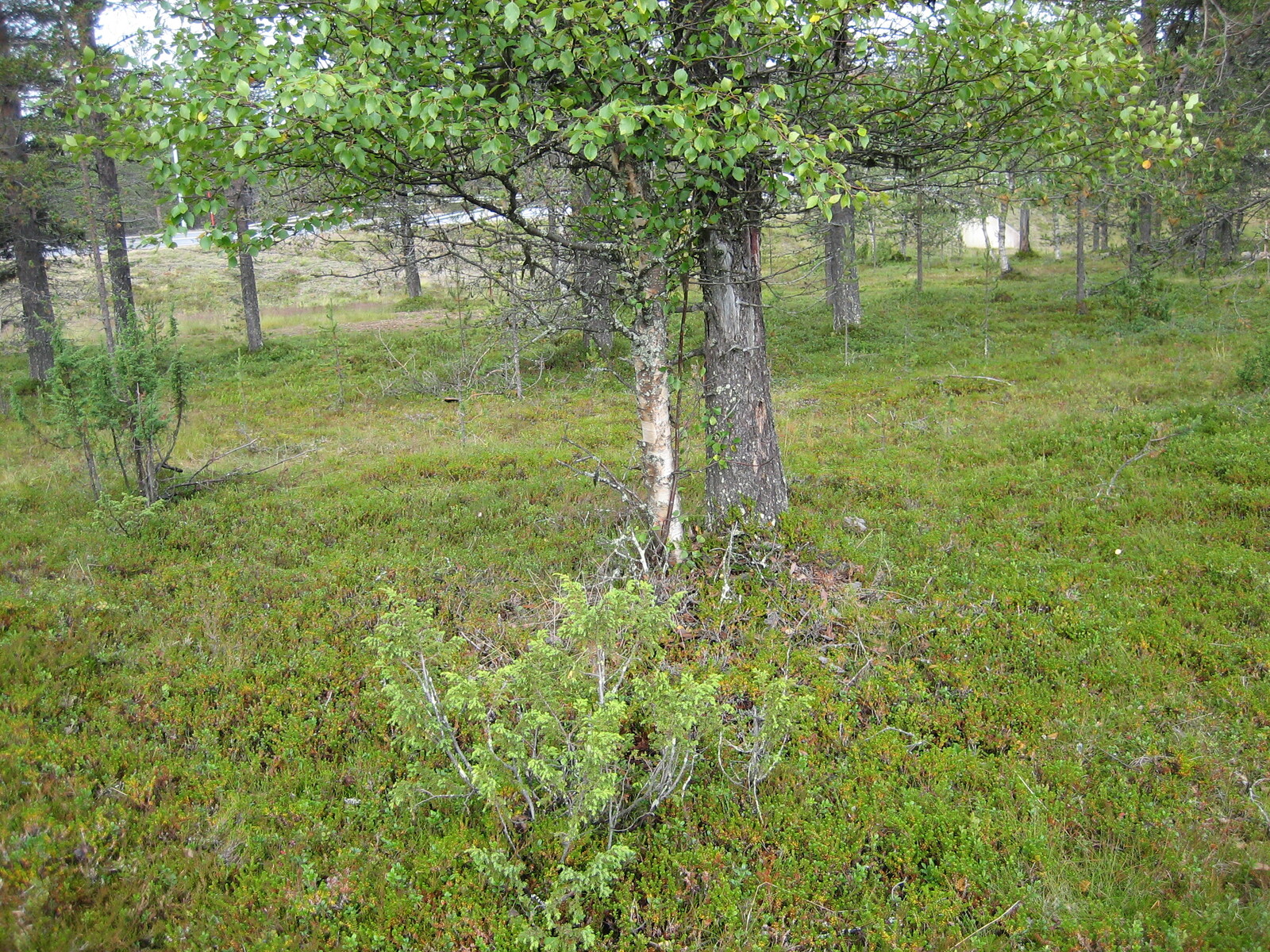 Mäntyjen joukossa kasvaa koivuja ja katajia. Taka-alalla kulkee tie.