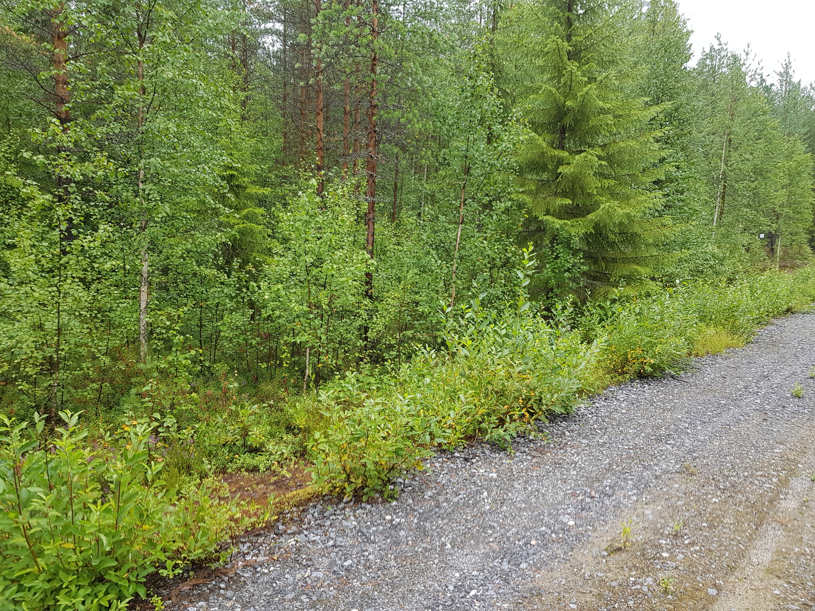 Tonttitien varrella kasvaa nuoria koivuja mäntyjen ja kuusten joukossa. Etuoikealla tienreuna.