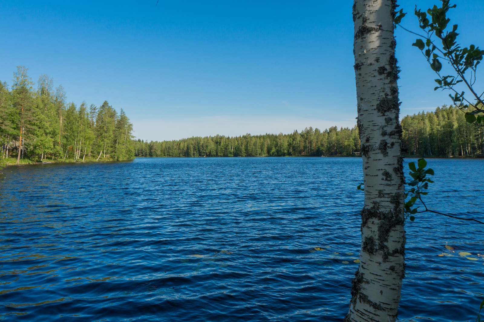 Rantakoivun takana avautuu kesäinen järvimaisema. Vesi lainehtii hieman ja taivas on pilvetön.