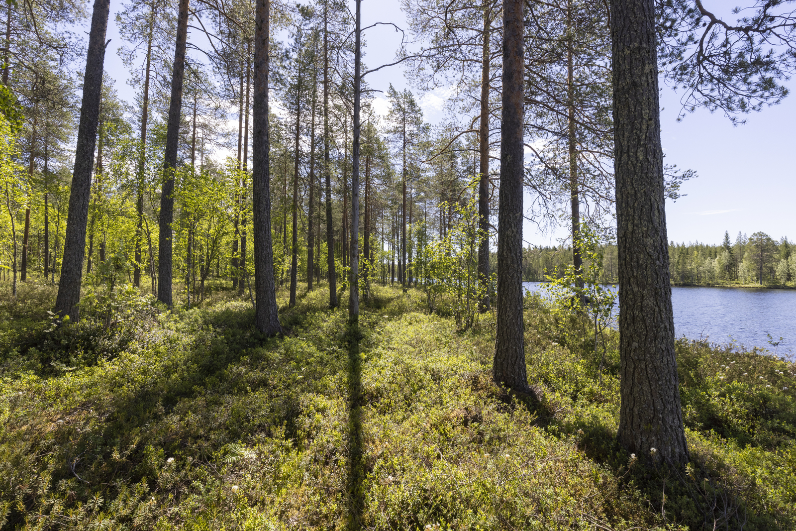 Rannassa väljästi kasvavien mäntyjen takana avautuu kesäinen järvimaisema.