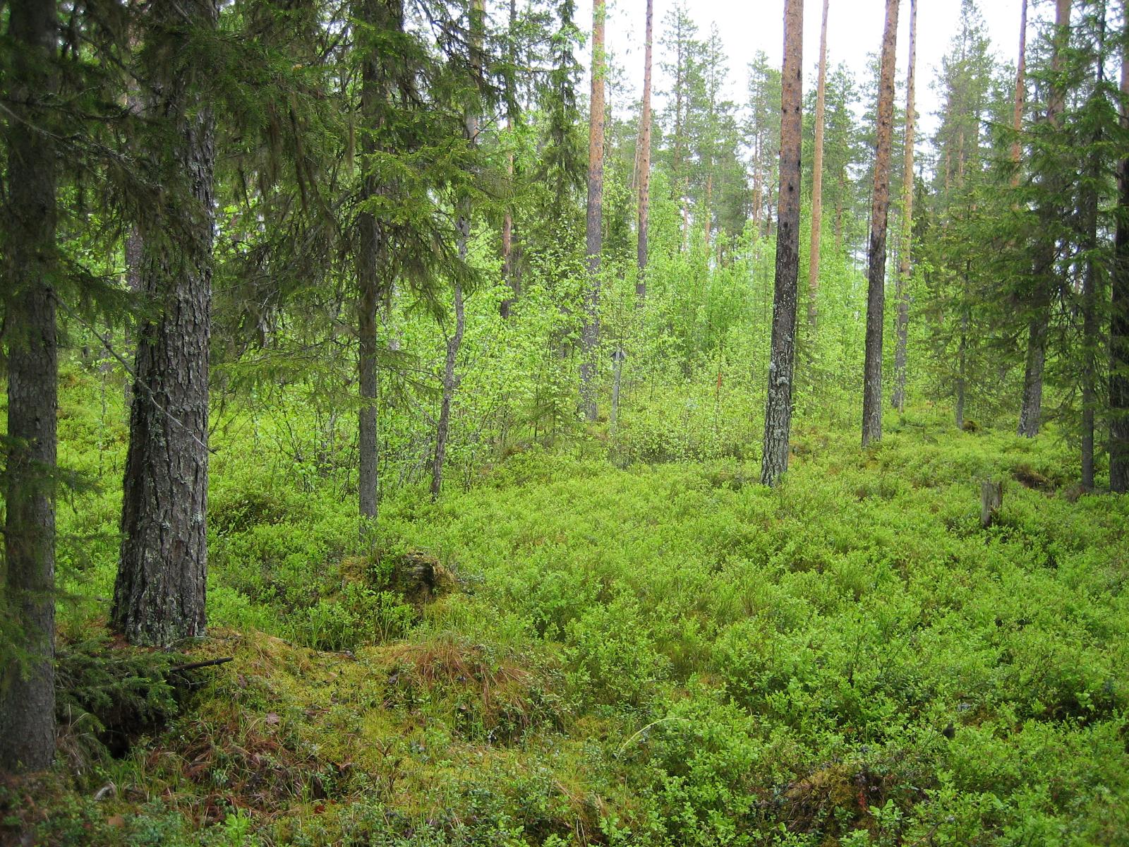 Kesäisessä sekametsässä kasvaa koivuja, kuusia ja mäntyjä.