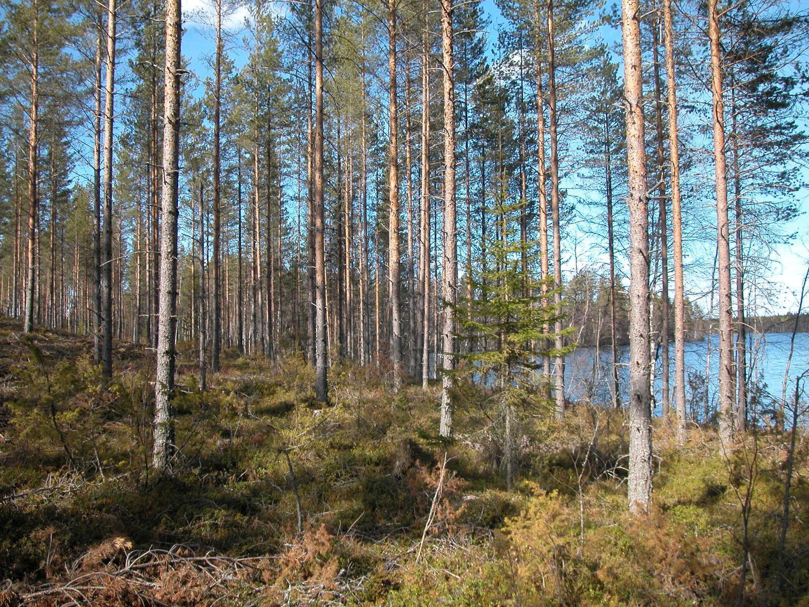 Aurinkoisessa mäntyvaltaisessa metsässä on ruskan sävyjä. Oikealla puiden lomasta häämöttää järvi.