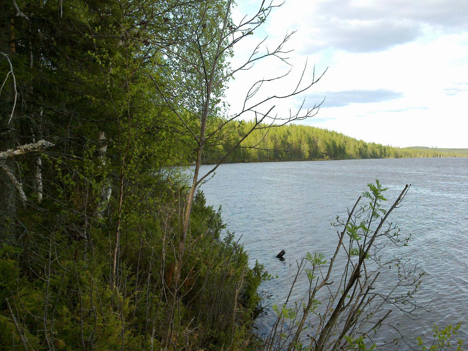 Kesäinen sekametsä reunustaa järveä oikealle kaartuvassa rantaviivassa.