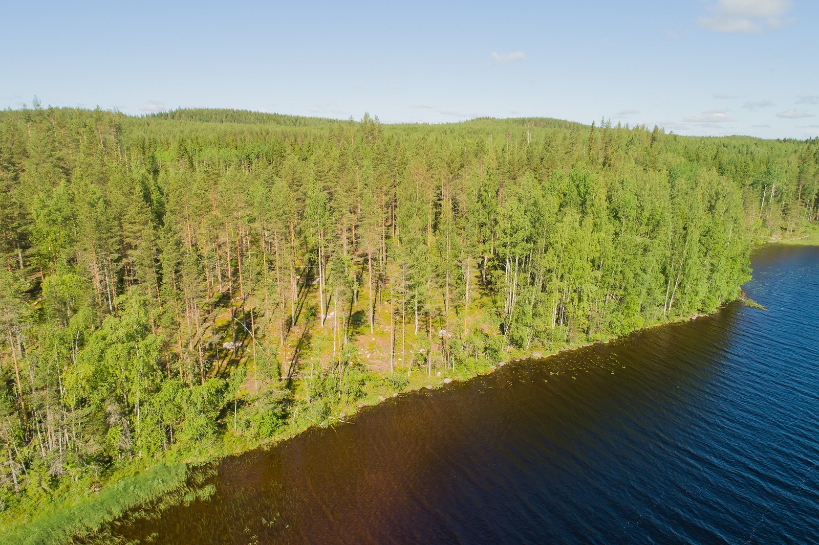 Järvimaisemassa rantaviivasta alkaa loivasti kumpuileva maasto ja kesäinen sekametsä. Ilmakuva.