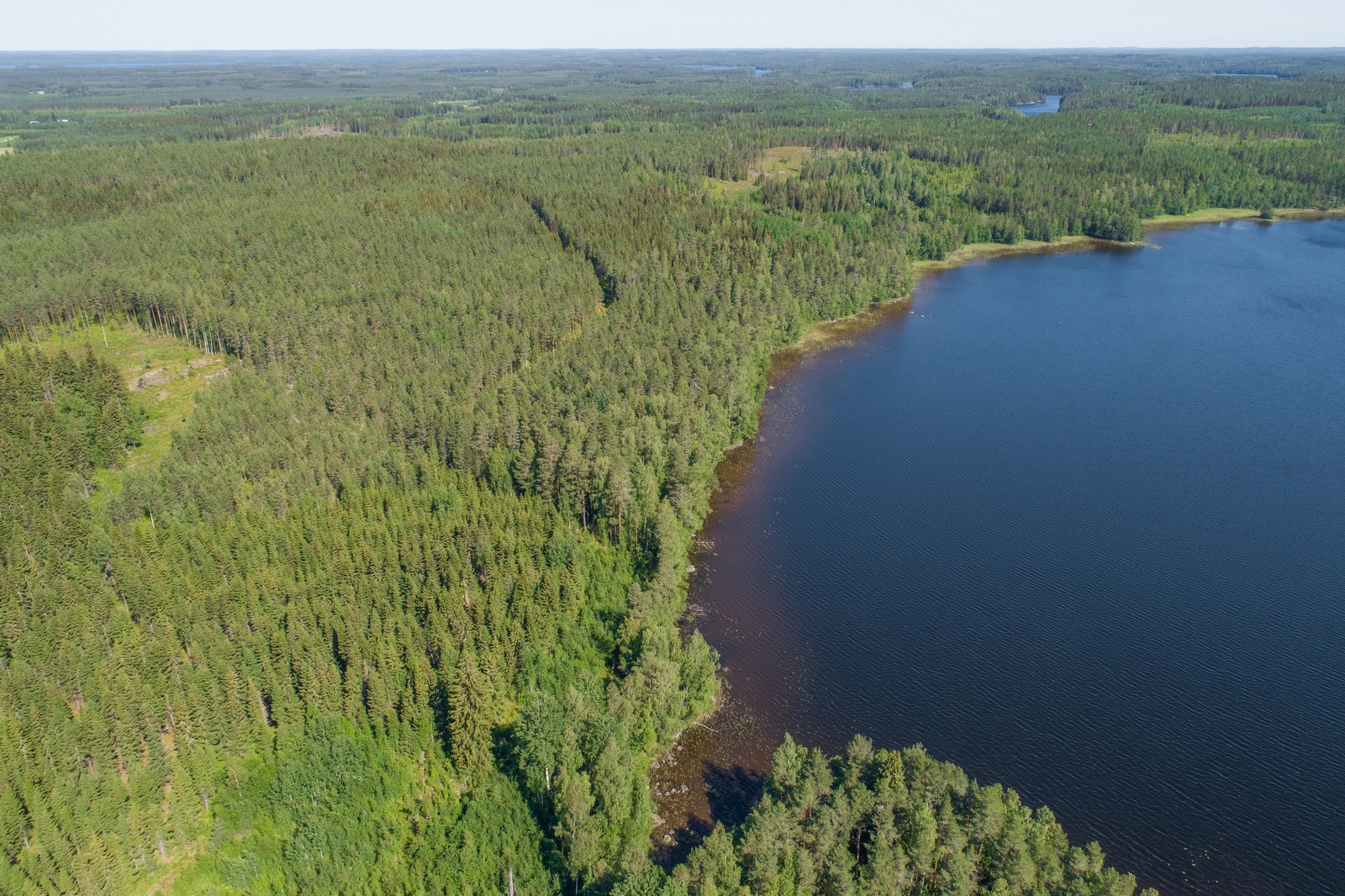 Järven rannasta alkaa kauas horisonttiin yltävä metsäalue. Ilmakuva.