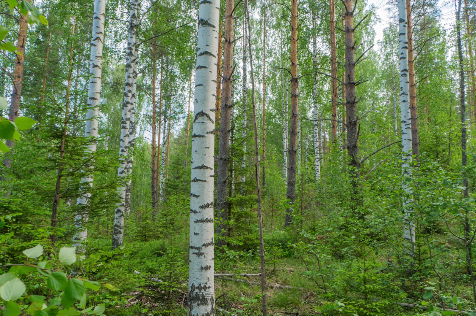 Kesäisen vehreässä sekametsässä kasvaa koivuja, mäntyjä ja kuusia.