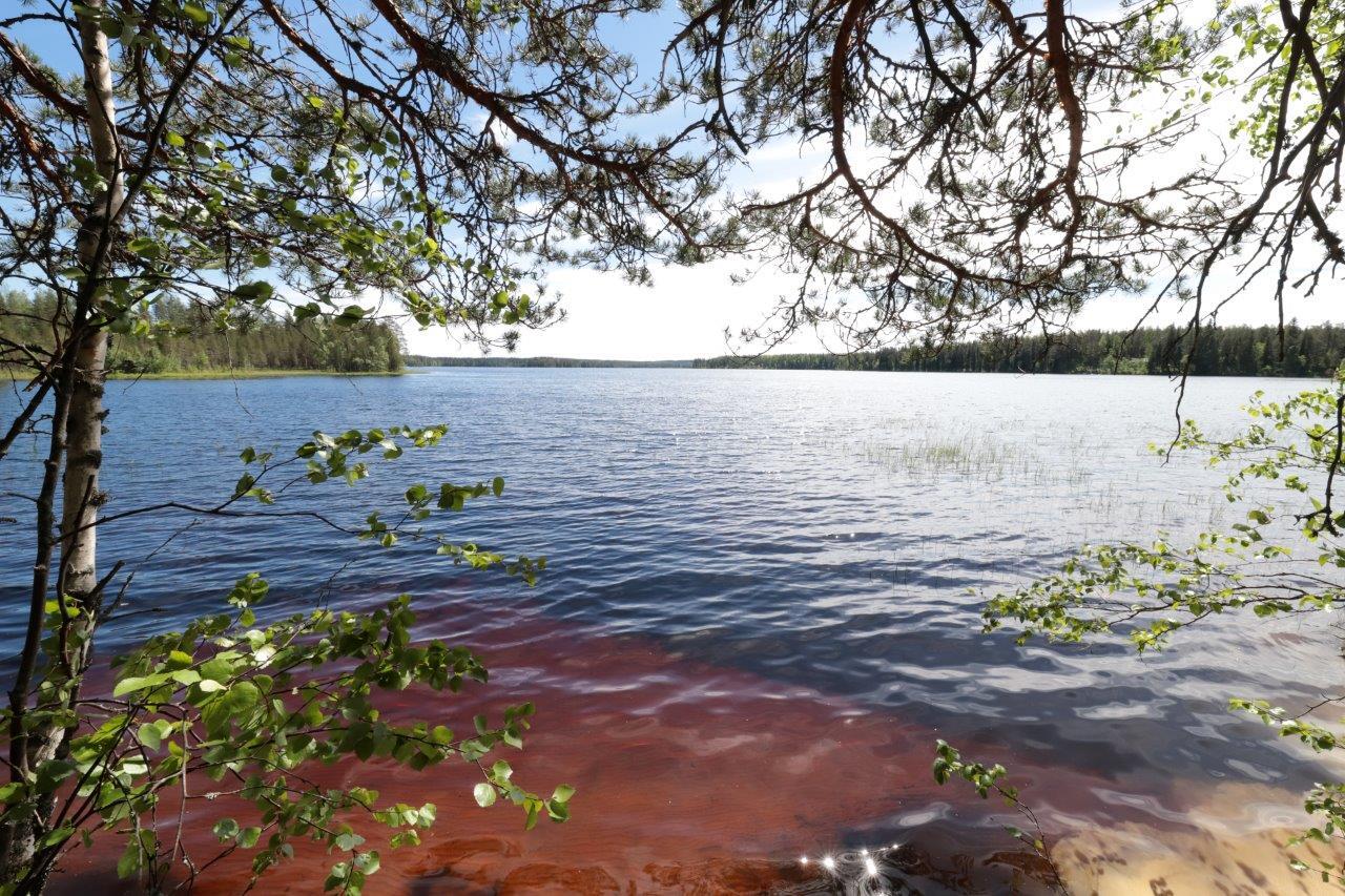 Koivun ja männyn oksat reunustavat järvimaisemaa. Veden läpi erottuu hiekkapohja.