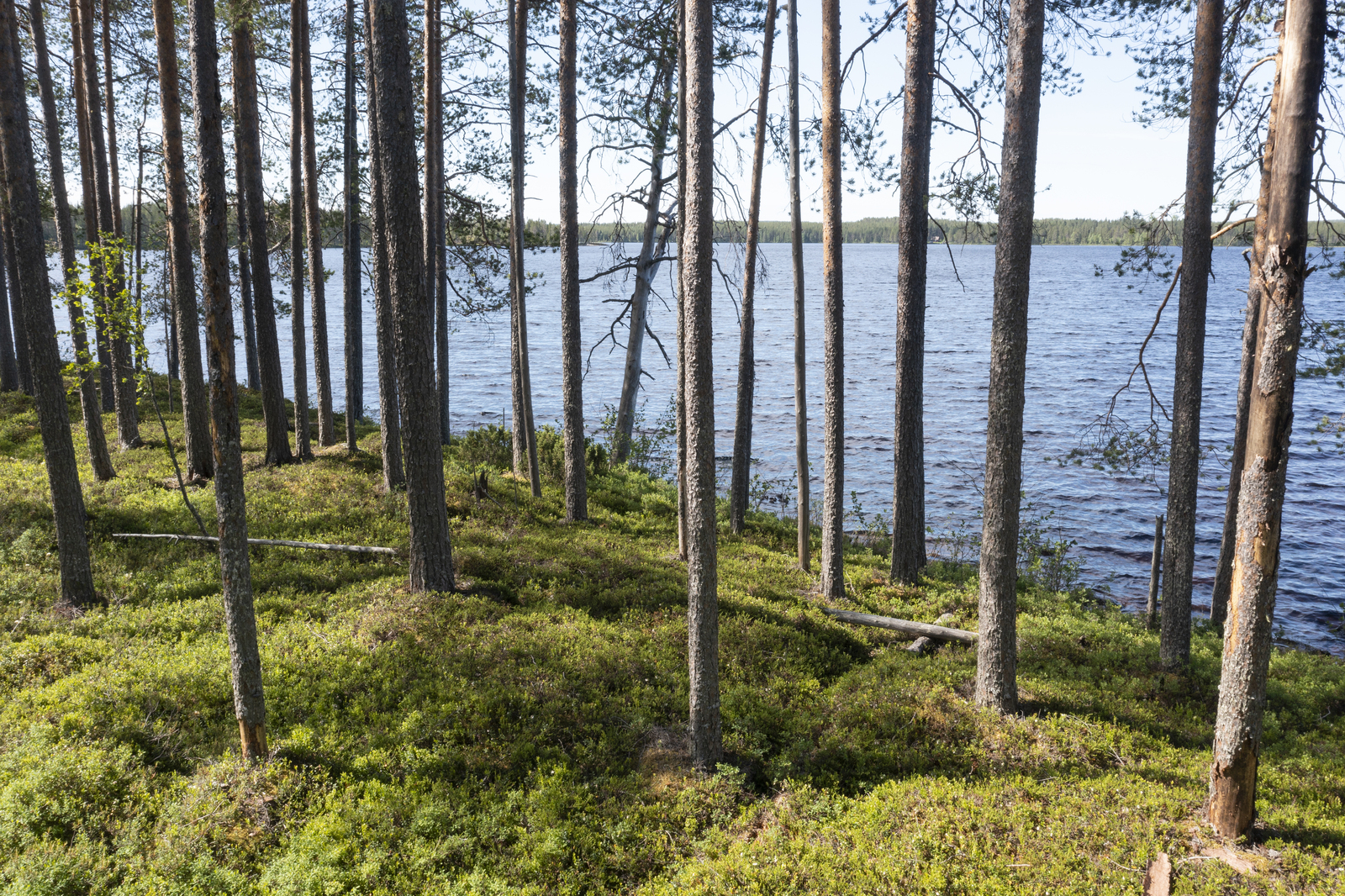 Rannassa väljästi kasvavien mäntyjen takana avautuu kesäinen järvimaisema.