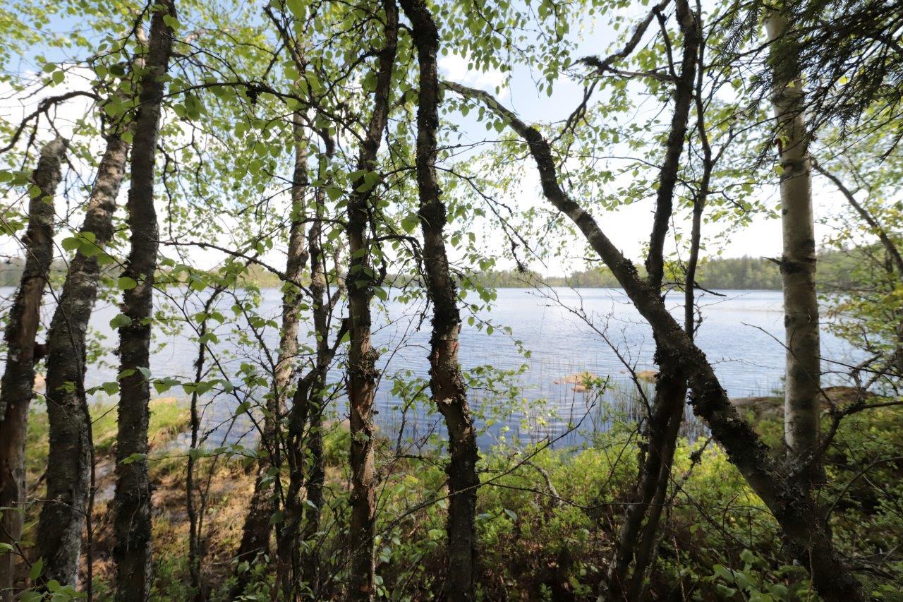 Rannassa kasvavien koivujen takana avautuu kesäinen järvimaisema.