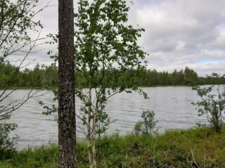 Rannassa kasvaa mänty ja nuoria koivuja, joiden takana avautuu järvimaisema.