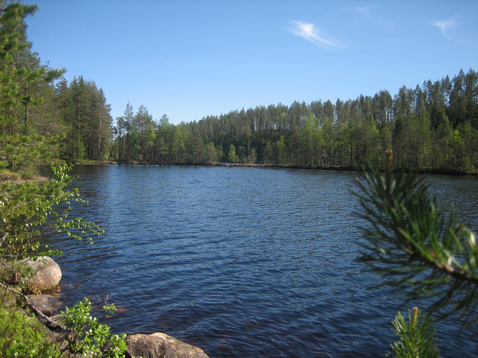 Männyn oksat reunustavat kesäistä järvimaisemaa. Rantavedessä on kiviä.