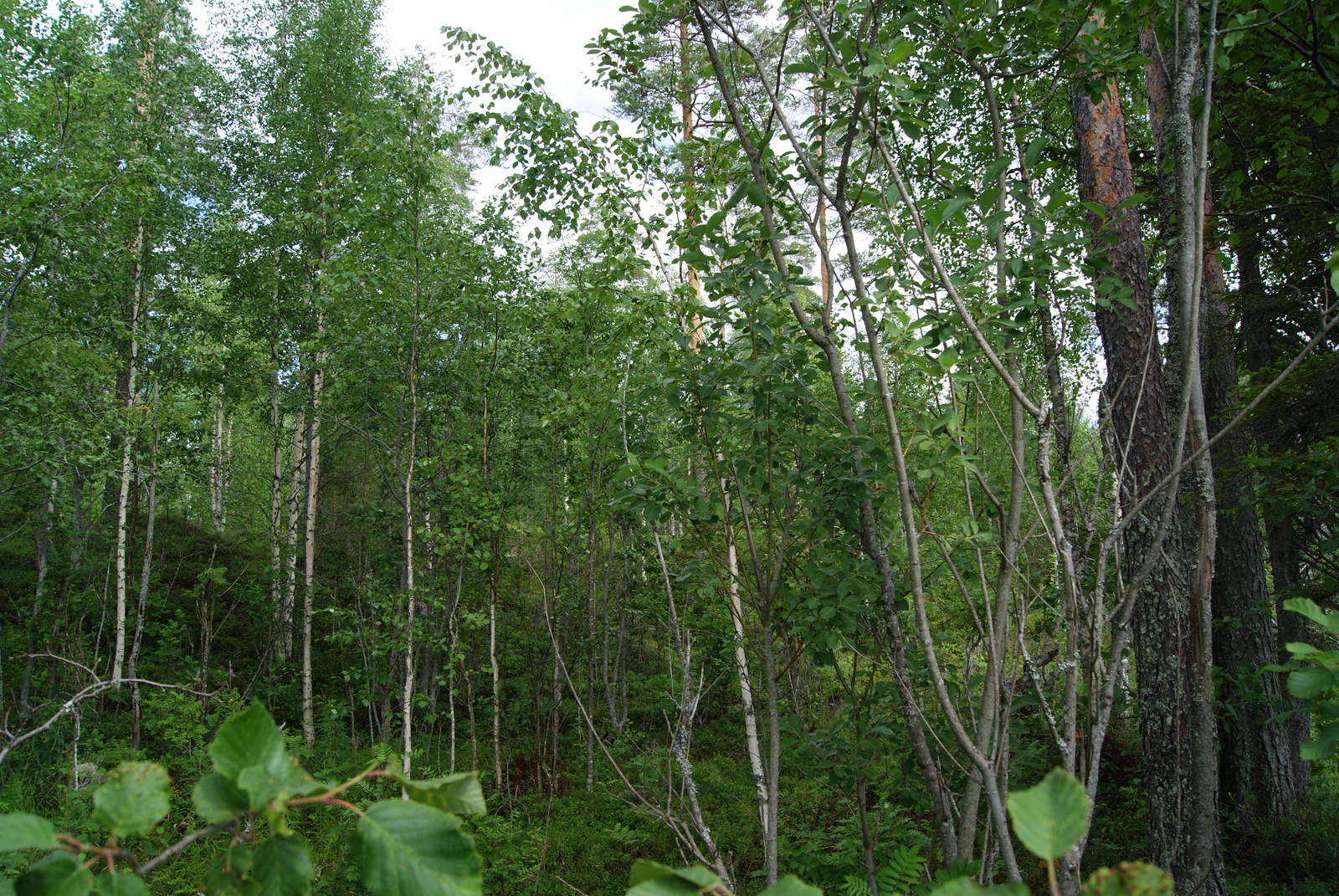 Vehreässä metsässä kasvaa nuoria lehtipuita.