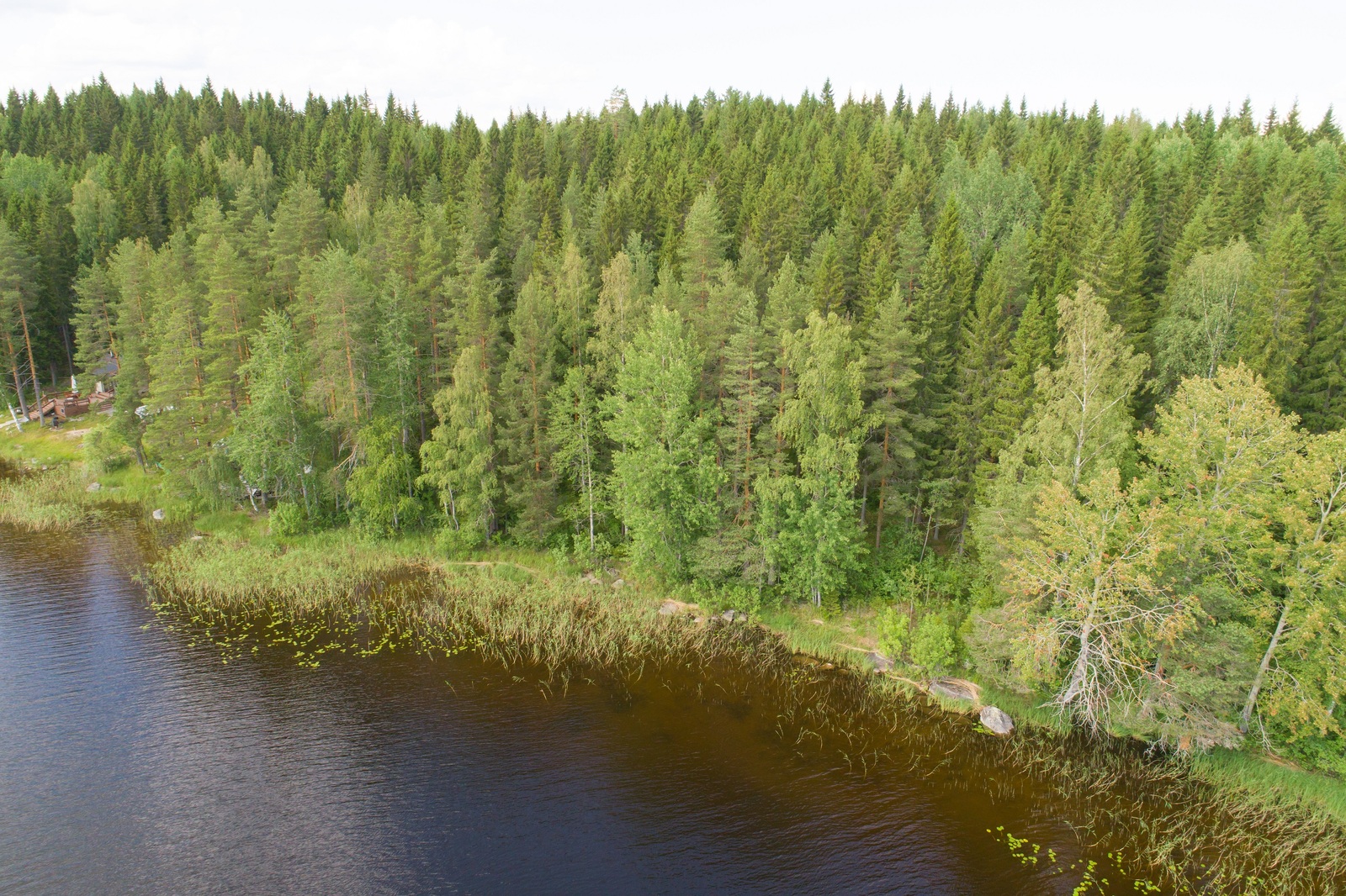 Vehreä sekametsä reunustaa järveä. Rantavedessä kasvaa vesikasveja. Ilmakuva.