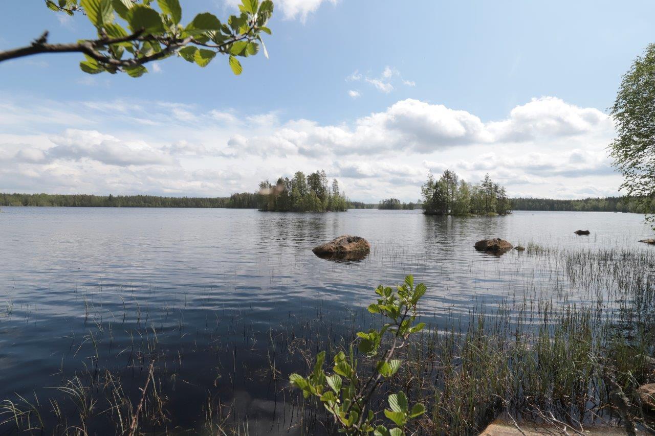 Lepän oksat kaartuvat kohti kesäistä järvimaisemaa. Rantavedessä on kiviä ja horisontissa saaria.