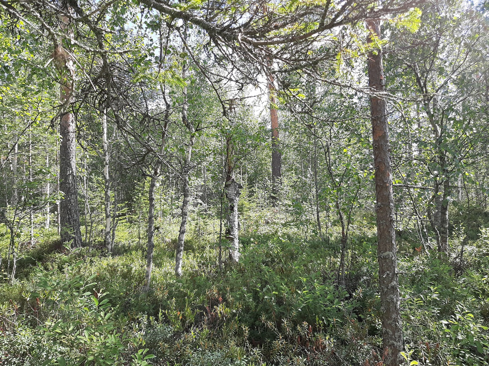 Aurinko paistaa tiheäkasvuiseen sekametsään.