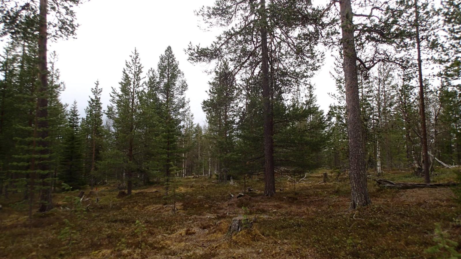 Havupuuvaltaisessa sekametsässä on kantoja ja kaatuneita puita. Ruskan sävyjä aluskasvillisuudessa.