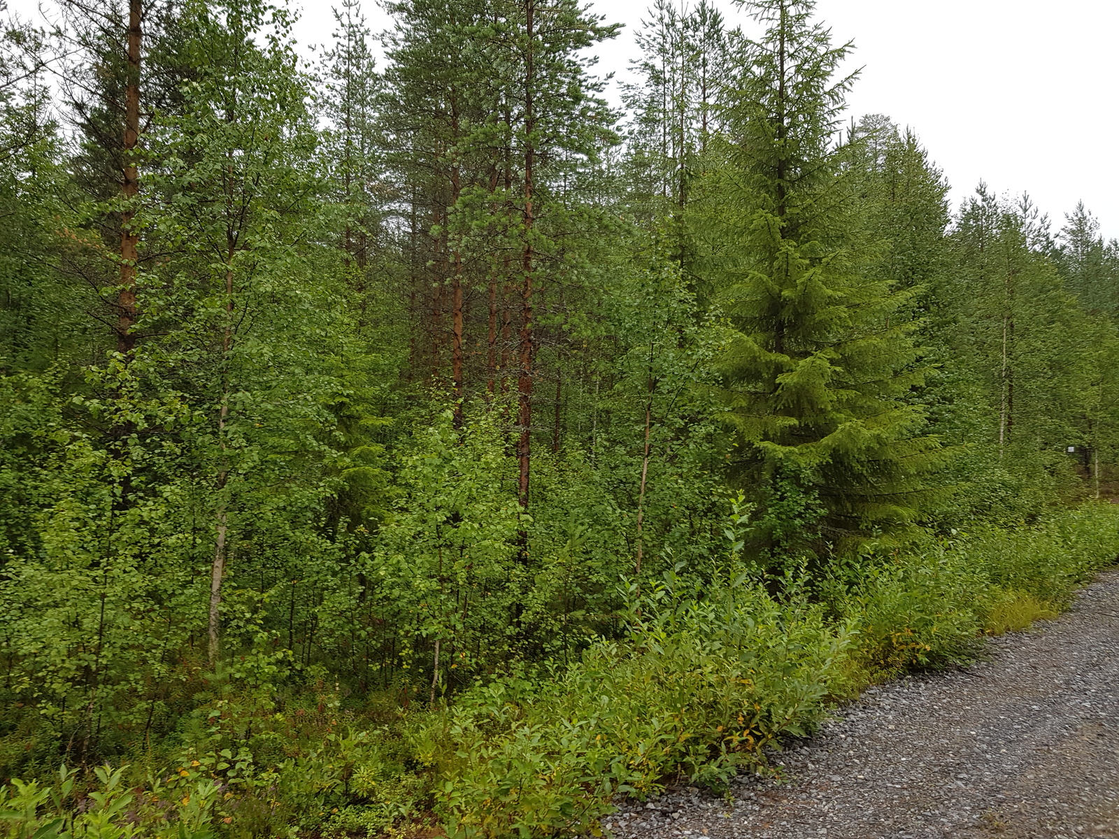 Tonttitien varrella kasvaa nuoria koivuja mäntyjen ja kuusten joukossa. Etuoikealla tienreuna.