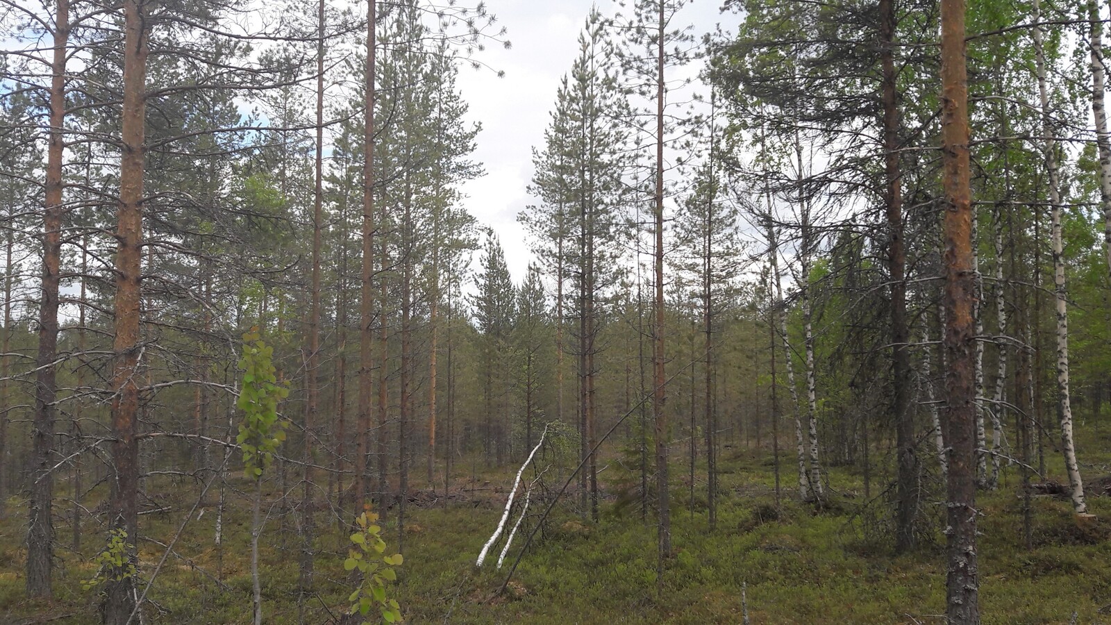 Mäntyvaltaisessa metsässä kasvaa myös nuoria haapoja ja koivuja.