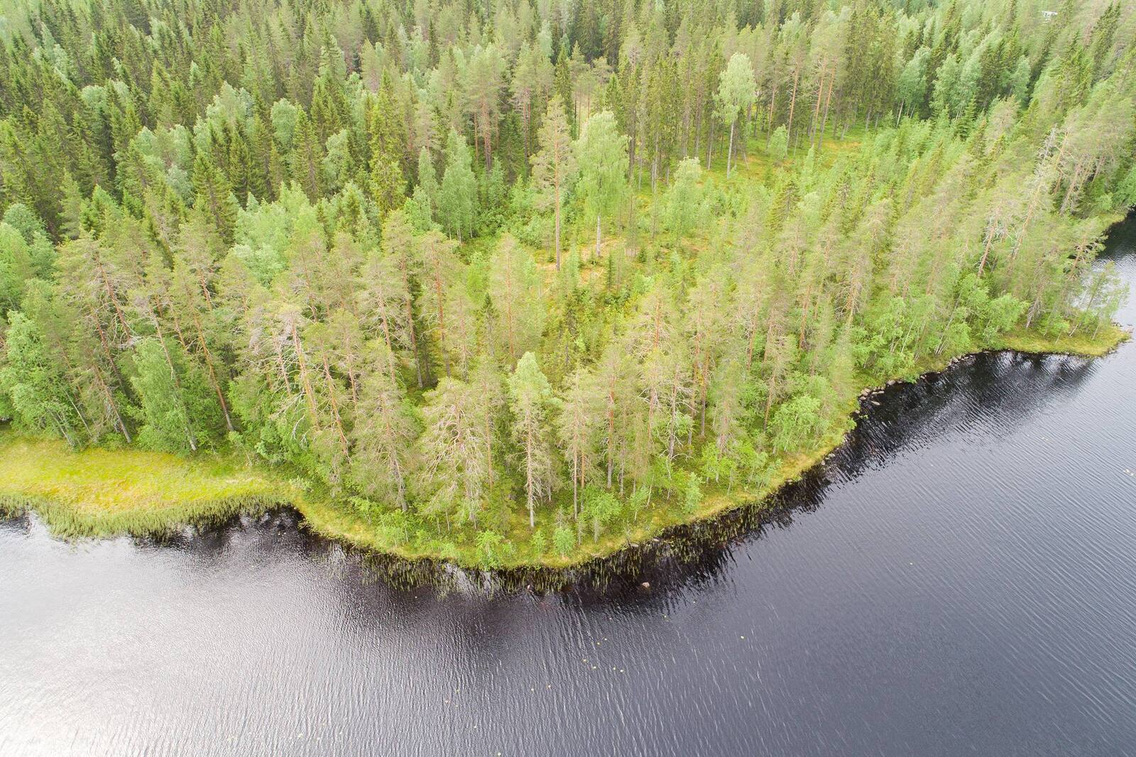 Kesäinen sekametsä reunustaa järveä kaartuvassa rantaviivassa. Ilmakuva.