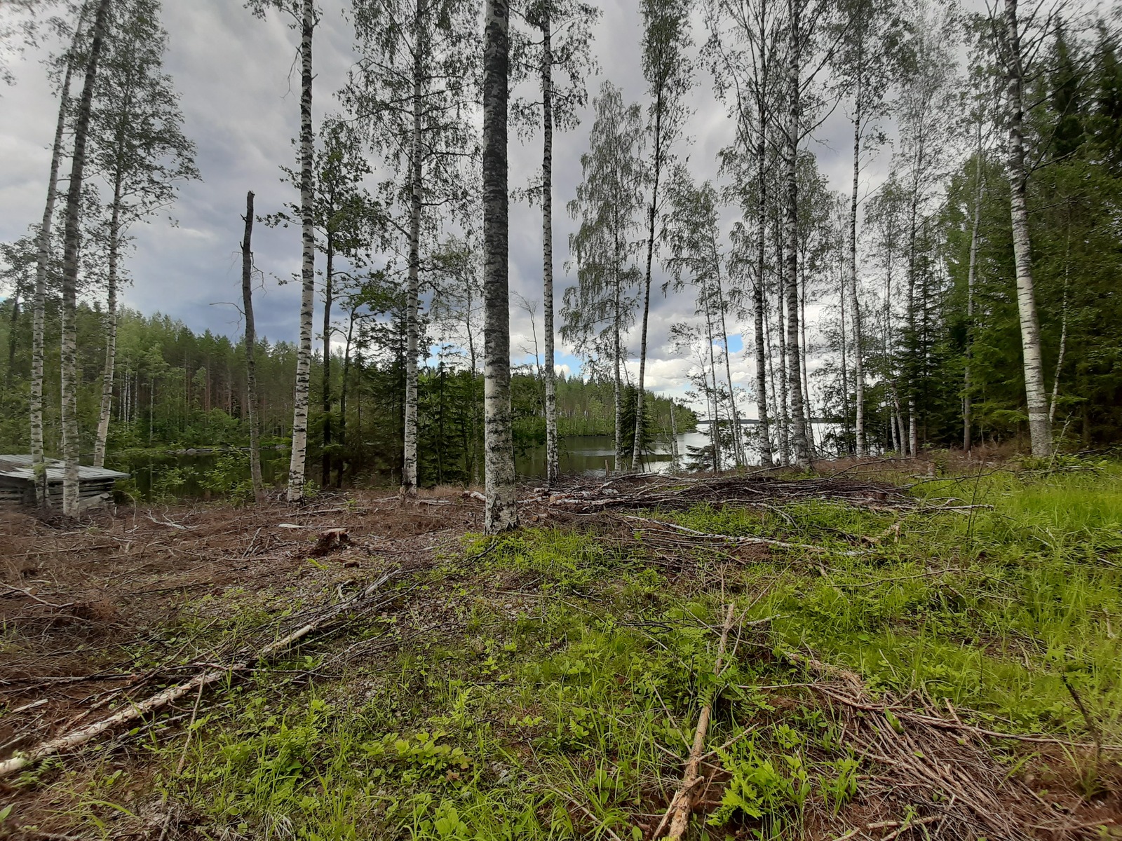 Rannassa kasvavien koivujen takana häämöttää järvi. Vasemmalla on rakennus ja oikealla havumetsä.