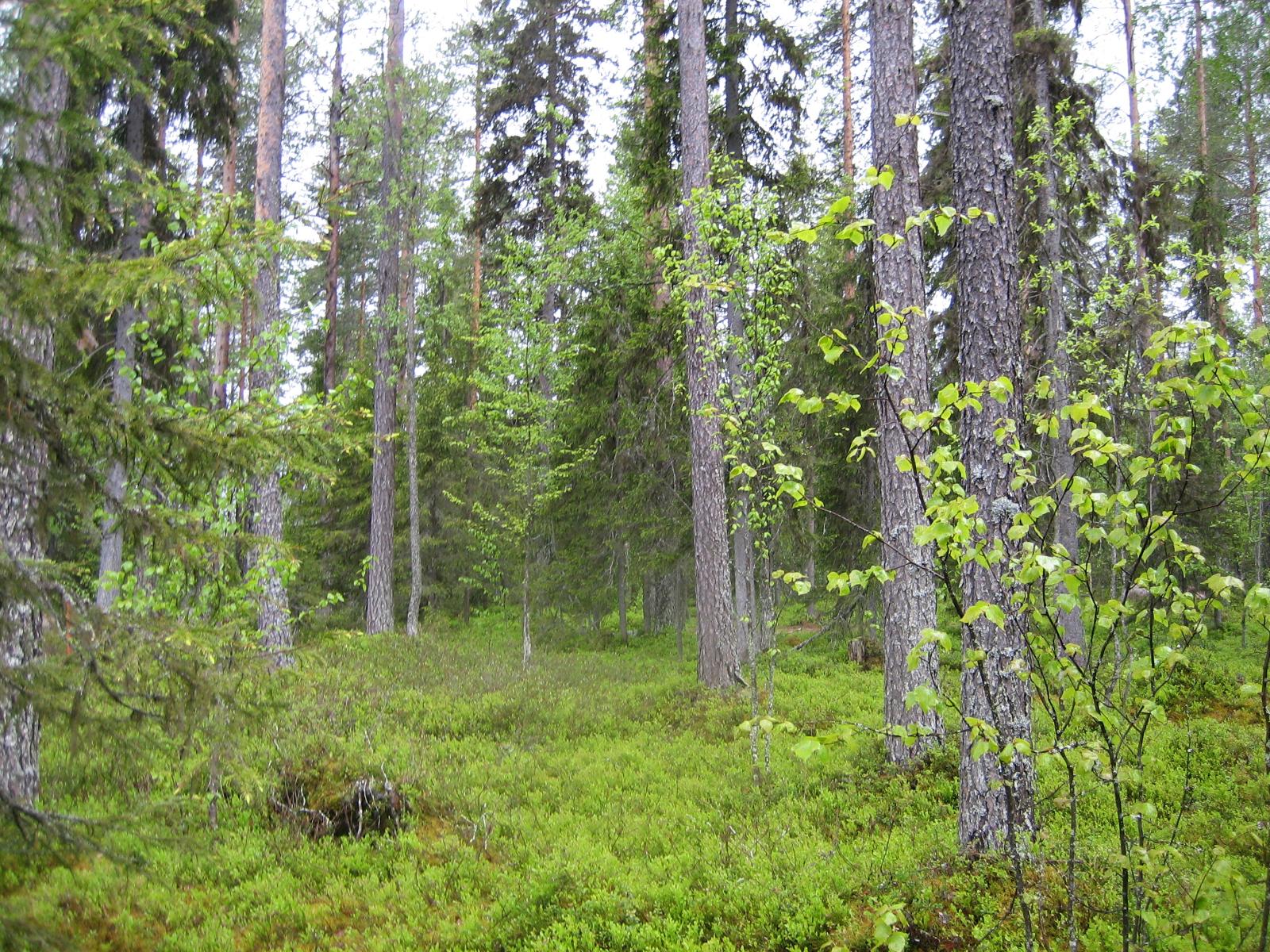 Kesäisessä sekametsässä kasvaa koivuja, kuusia ja mäntyjä.