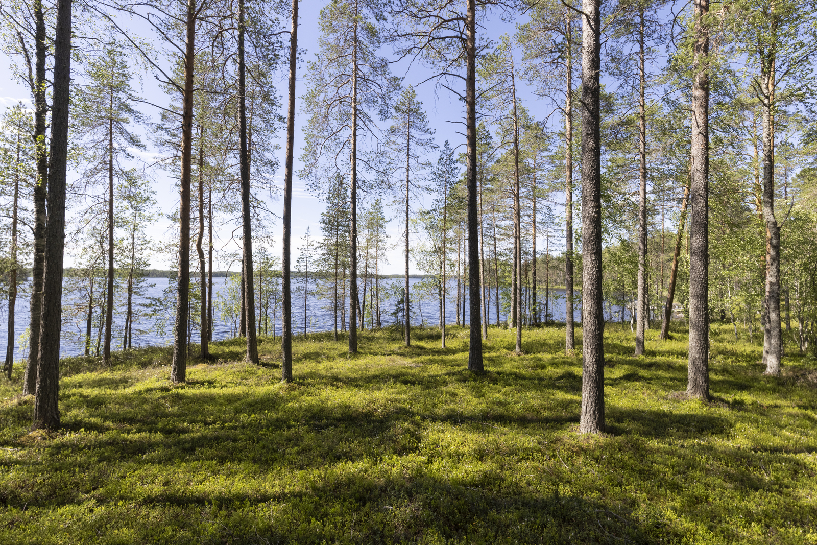 Rannassa väljästi kasvavien mäntyjen takana avautuu kesäinen järvimaisema.