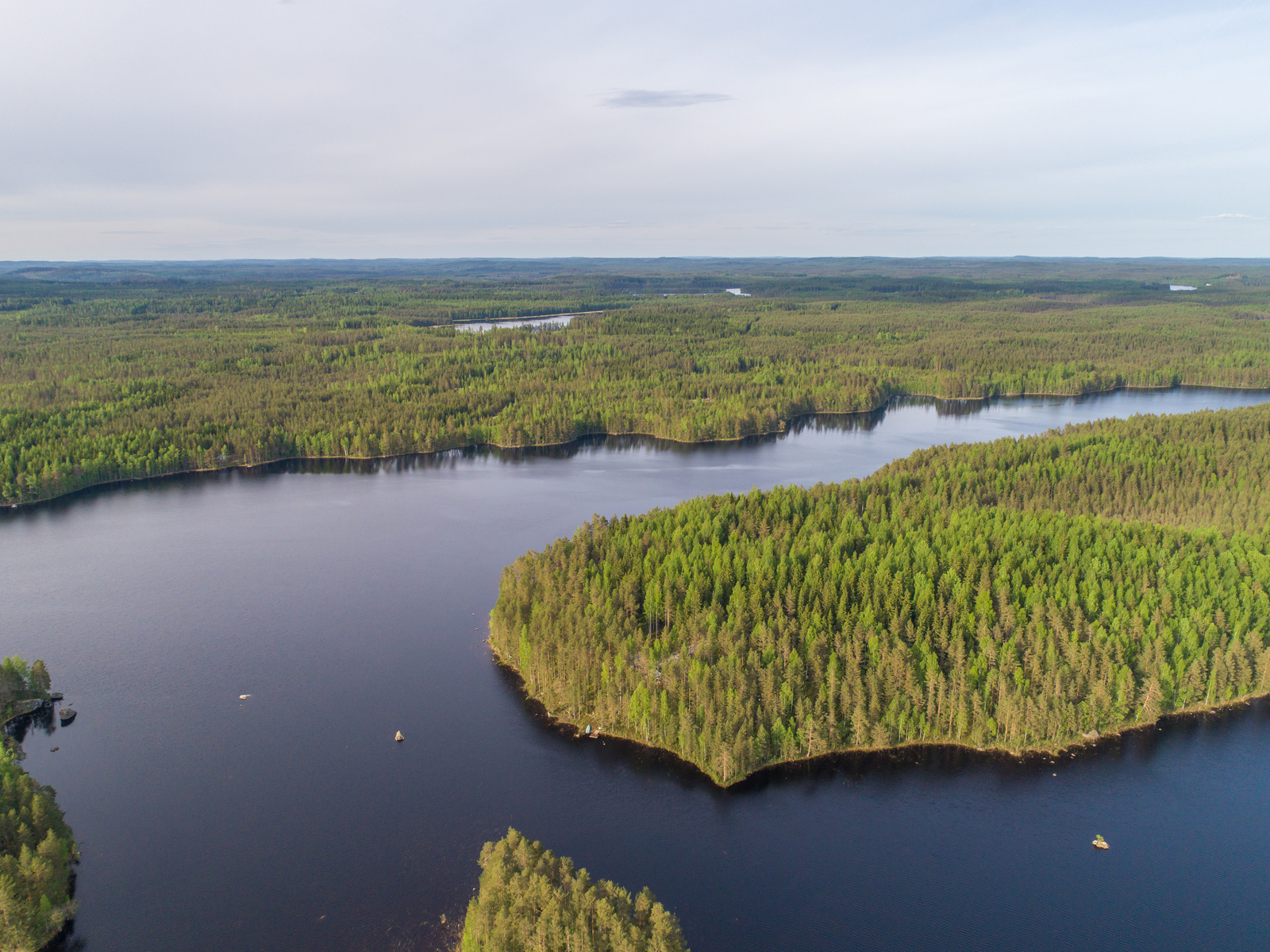 Kesämaisemassa metsäinen niemi kurottaa kohti järvenselkää. Metsä jatkuu horisonttiin. Ilmakuva.