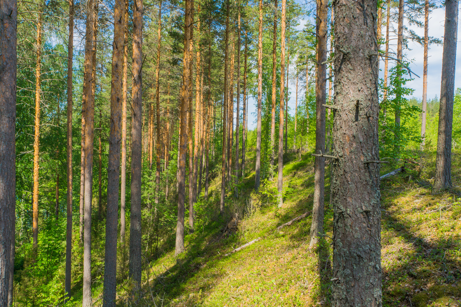 Rinteessä kasvavassa mäntymetsässä on myös vehreitä lehtipuita.