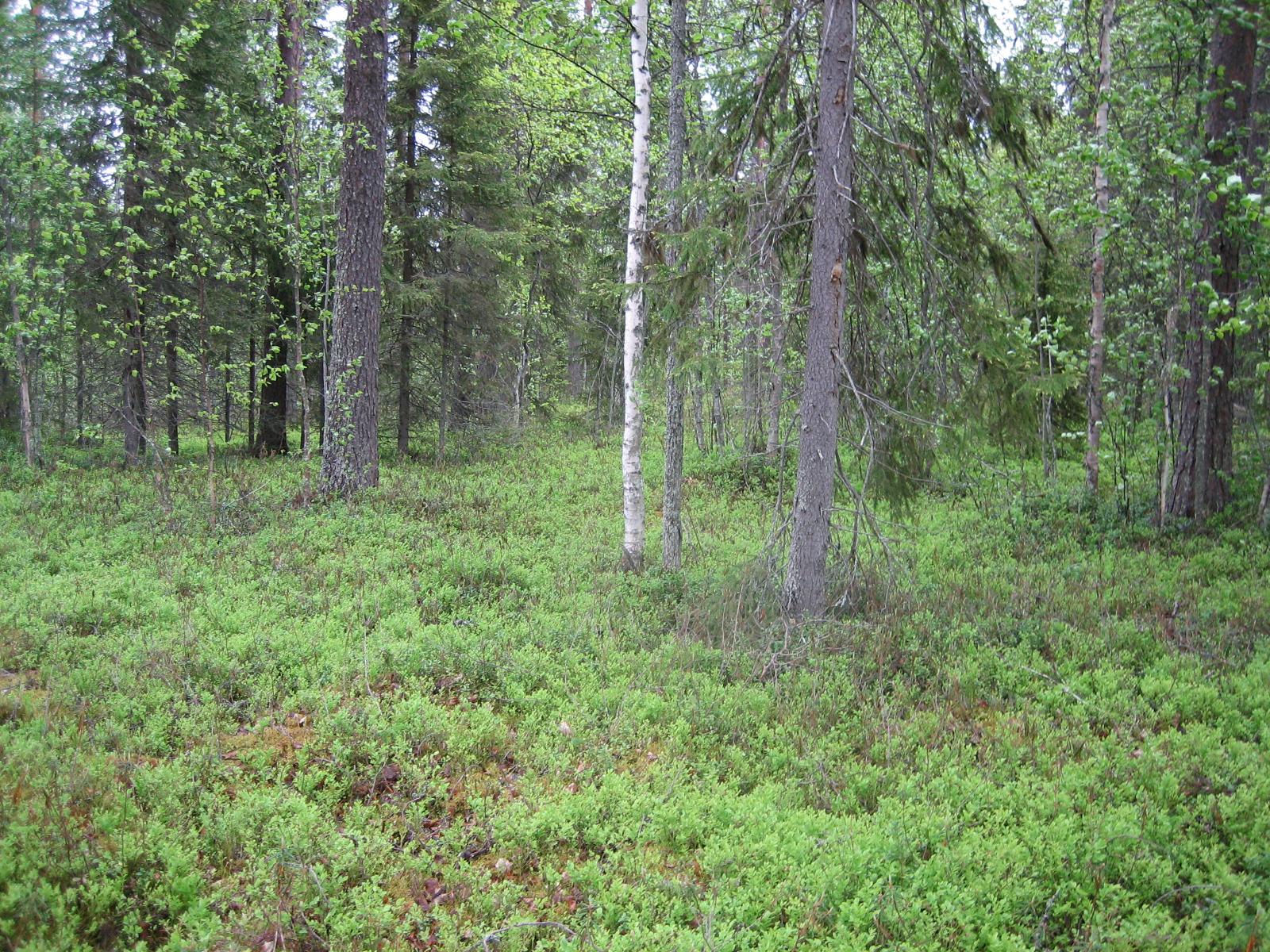 Kesäisessä metsässä kasvaa koivuja ja kuusia. Aluskasvillisuutena on mustikanvarpuja.
