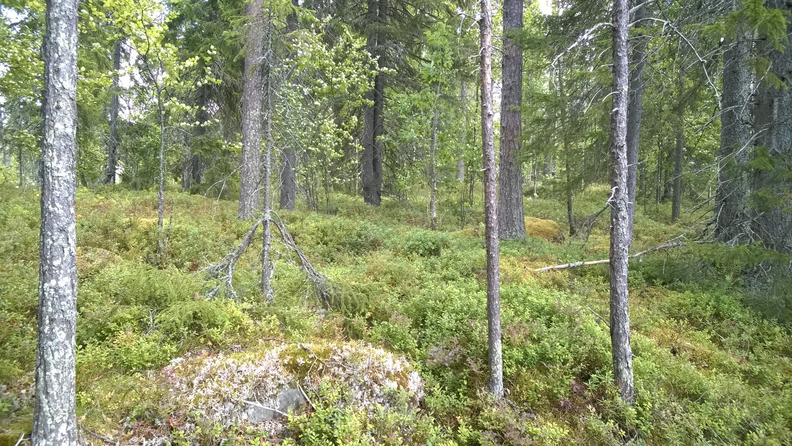 Havupuuvaltaisen metsän aluskasvillisuutena on mustikanvarpuja. Etualalla on kivi.