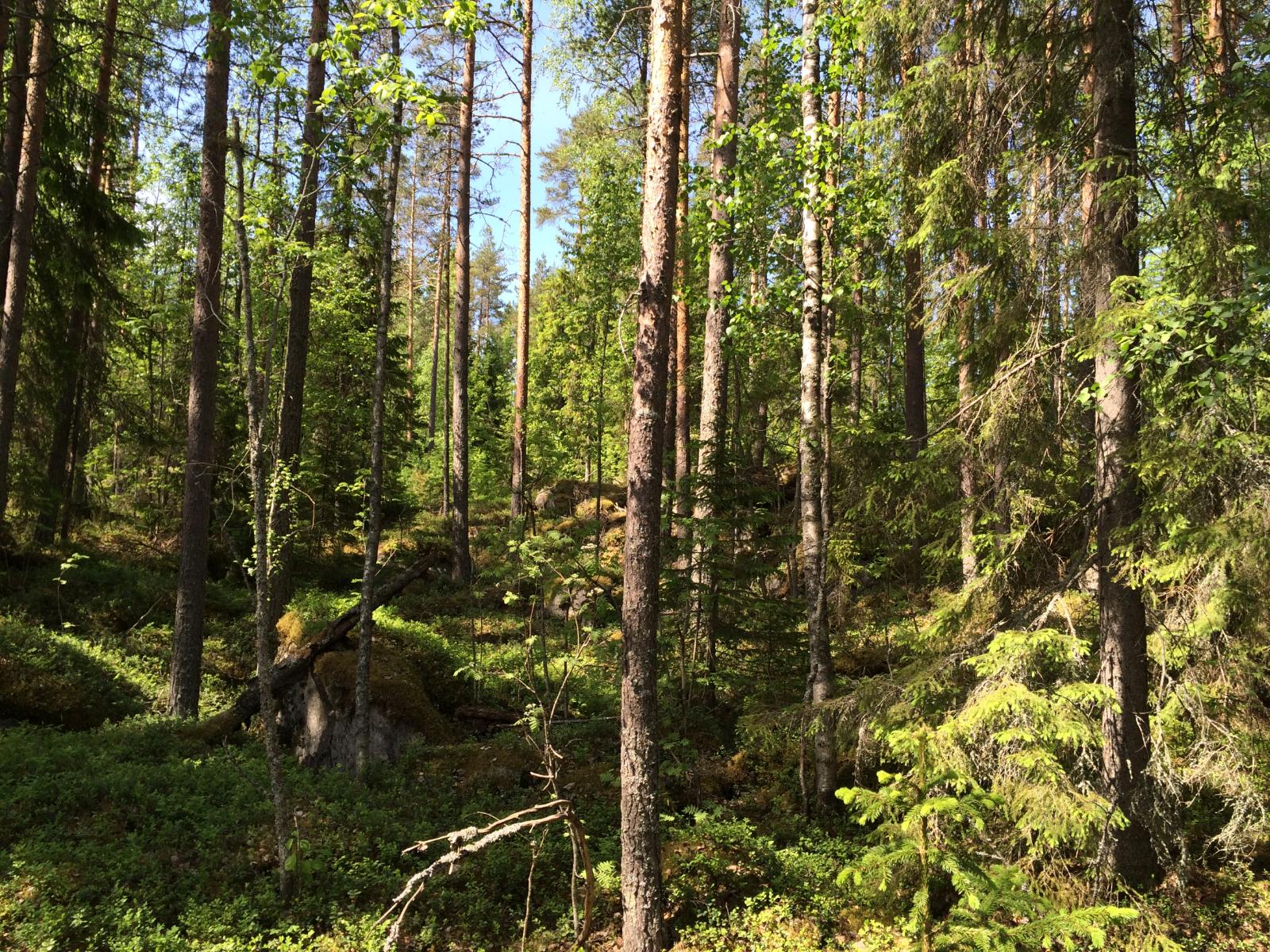 Aurinko paistaa havupuuvaltaiseen metsään, jossa kasvaa myös koivuja. Maassa on suurehkoja kiviä.