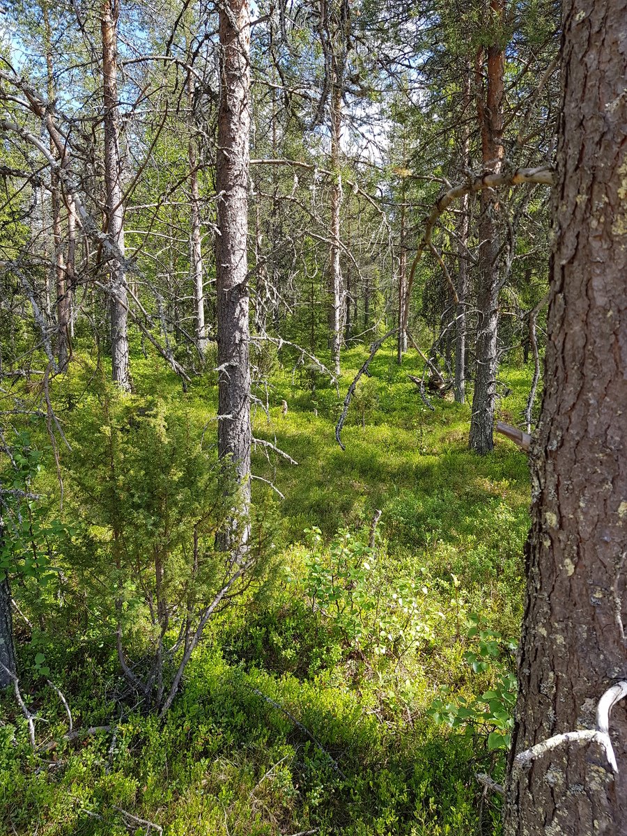 Aurinko paistaa kesäiseen havupuuvaltaiseen metsään.