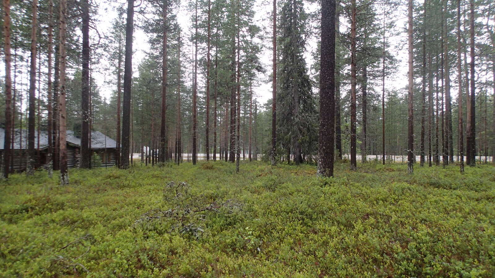 Avaran mäntykankaan läpi kulkee tie taka-alalla. Vasemmalla on hirsimökki.