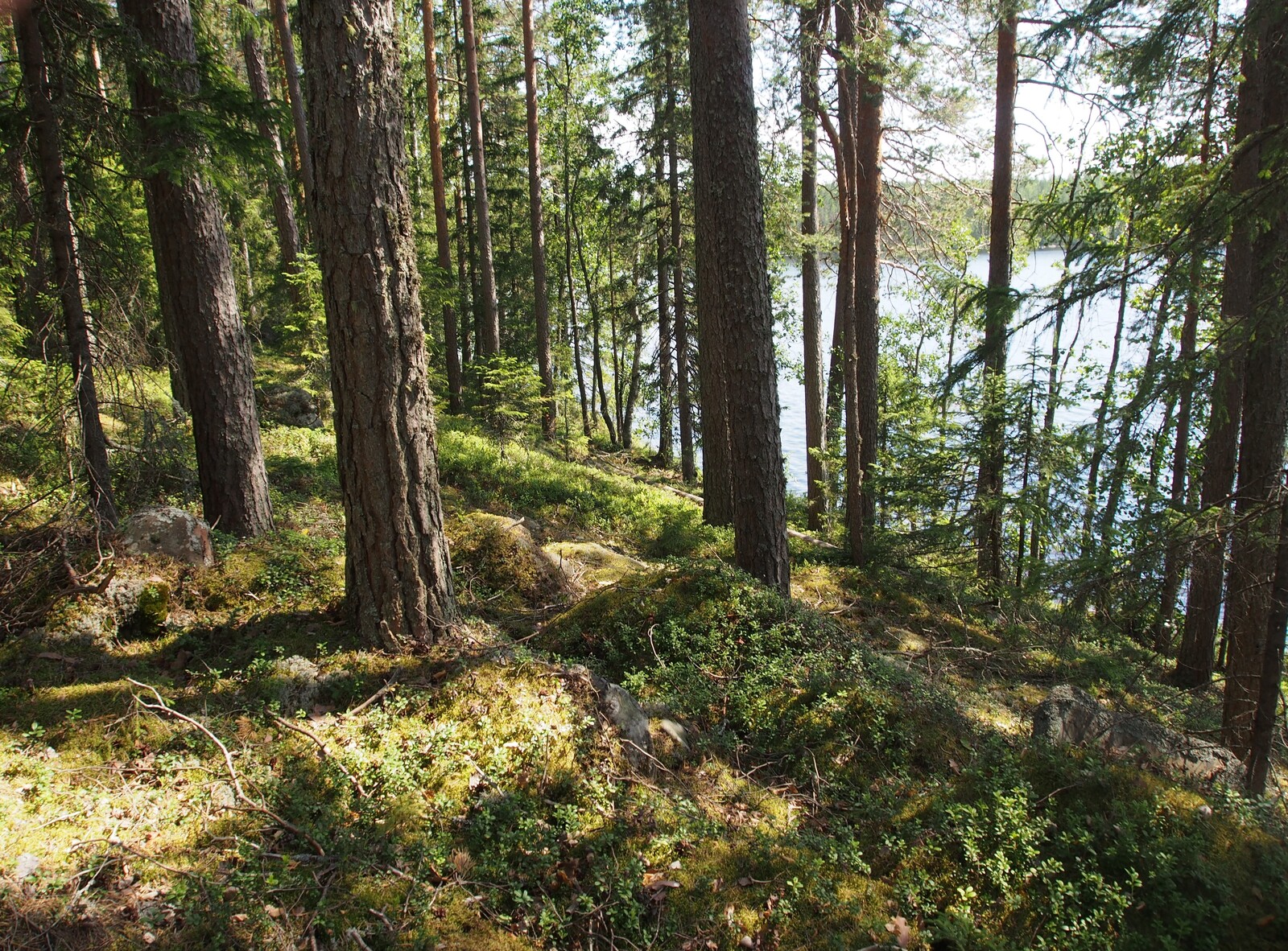 Rantaan laskeutuvassa rinteessä kasvaa kesäinen sekametsä, jonka takana häämöttää järvimaisema.