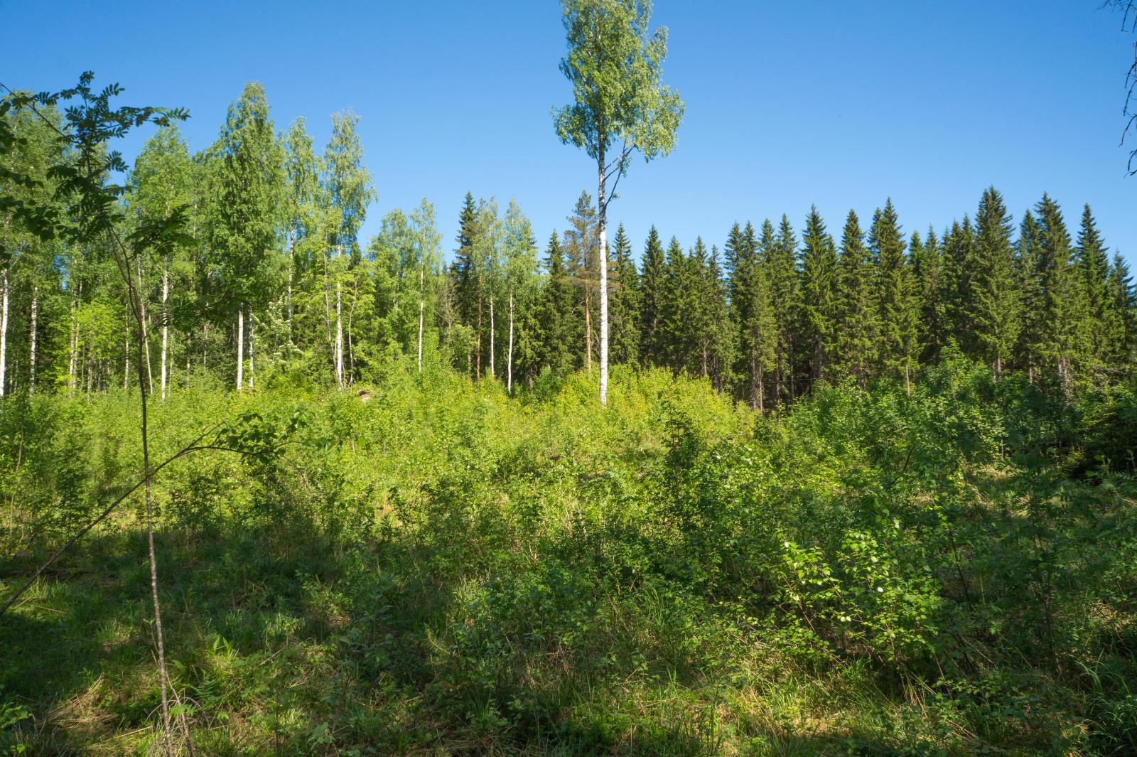 Pensaikkoa ja lehtipuita