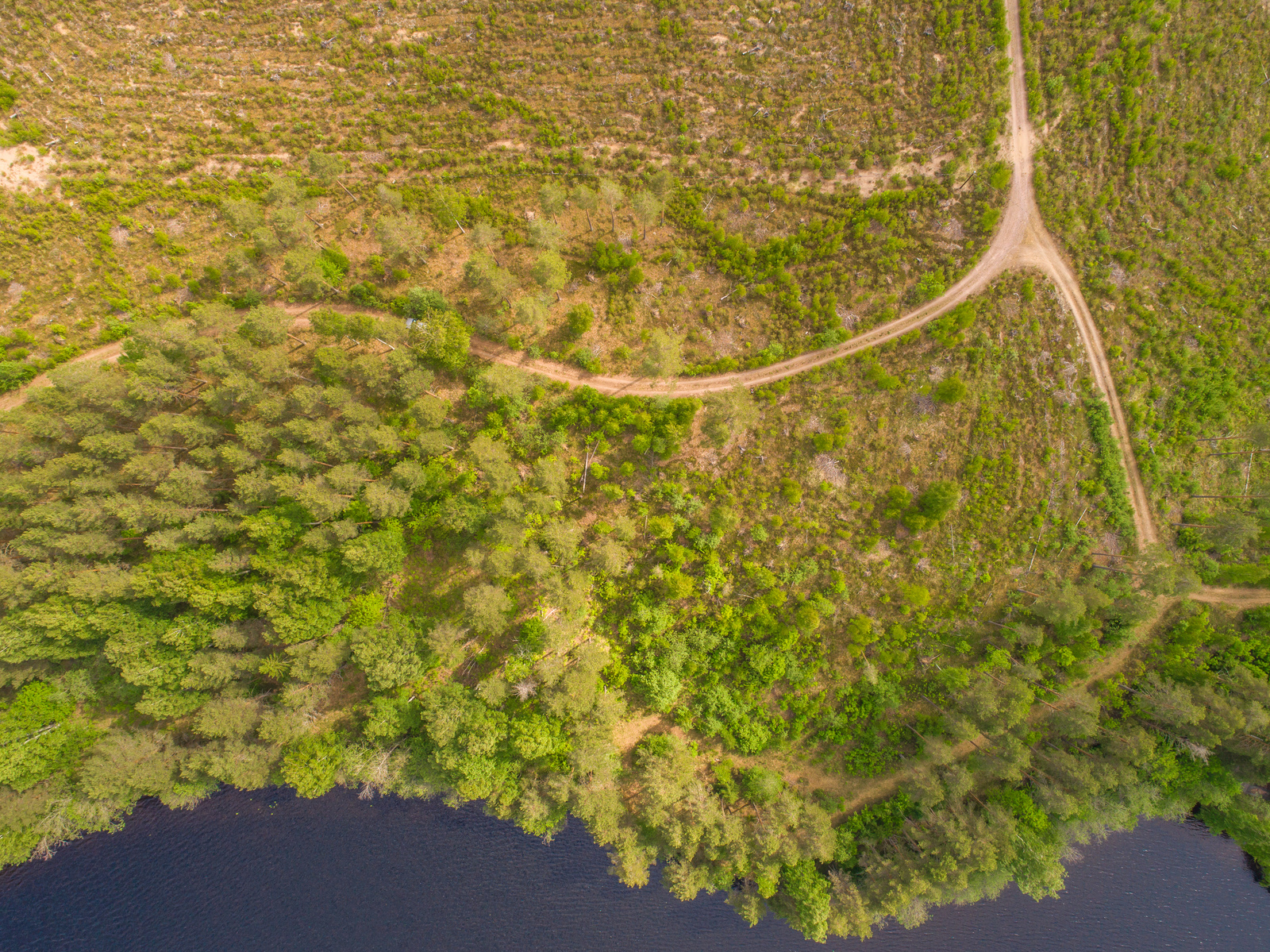 Tie haarautuu ja kulkee hakkuuaukealla kohti järven rantaa, jota reunustaa metsä. Ilmakuva.