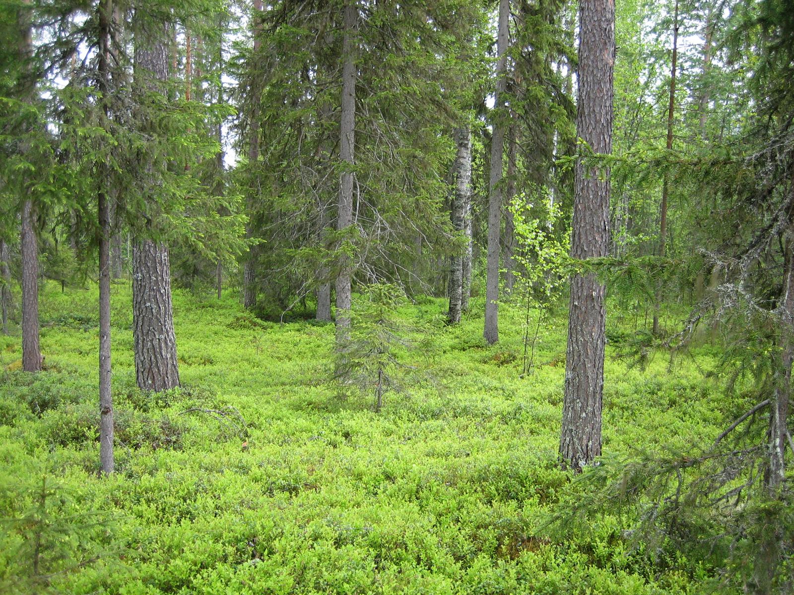 Kuusivaltaisessa metsässä kasvaa myös nuoria koivuja. Aluskasvillisuutena on mustikanvarpuja.