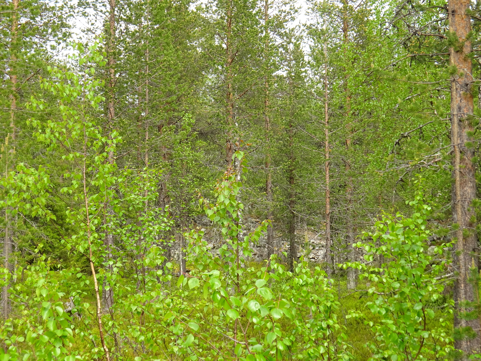 Sekametsän koivuissa on tuoreet lehdet. Taka-alalla on matala kivirakkainen rinne.