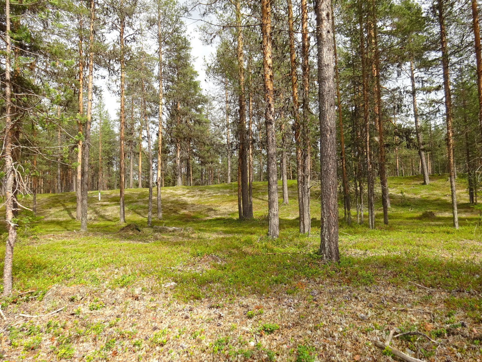 Avara mäntykangas kumpuilevassa maastossa.