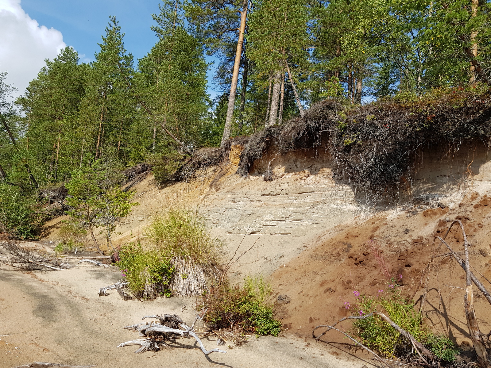 Mäntymetsä kasvaa hiekkarannalle laskeutuvan hiekkatörmän päällä.