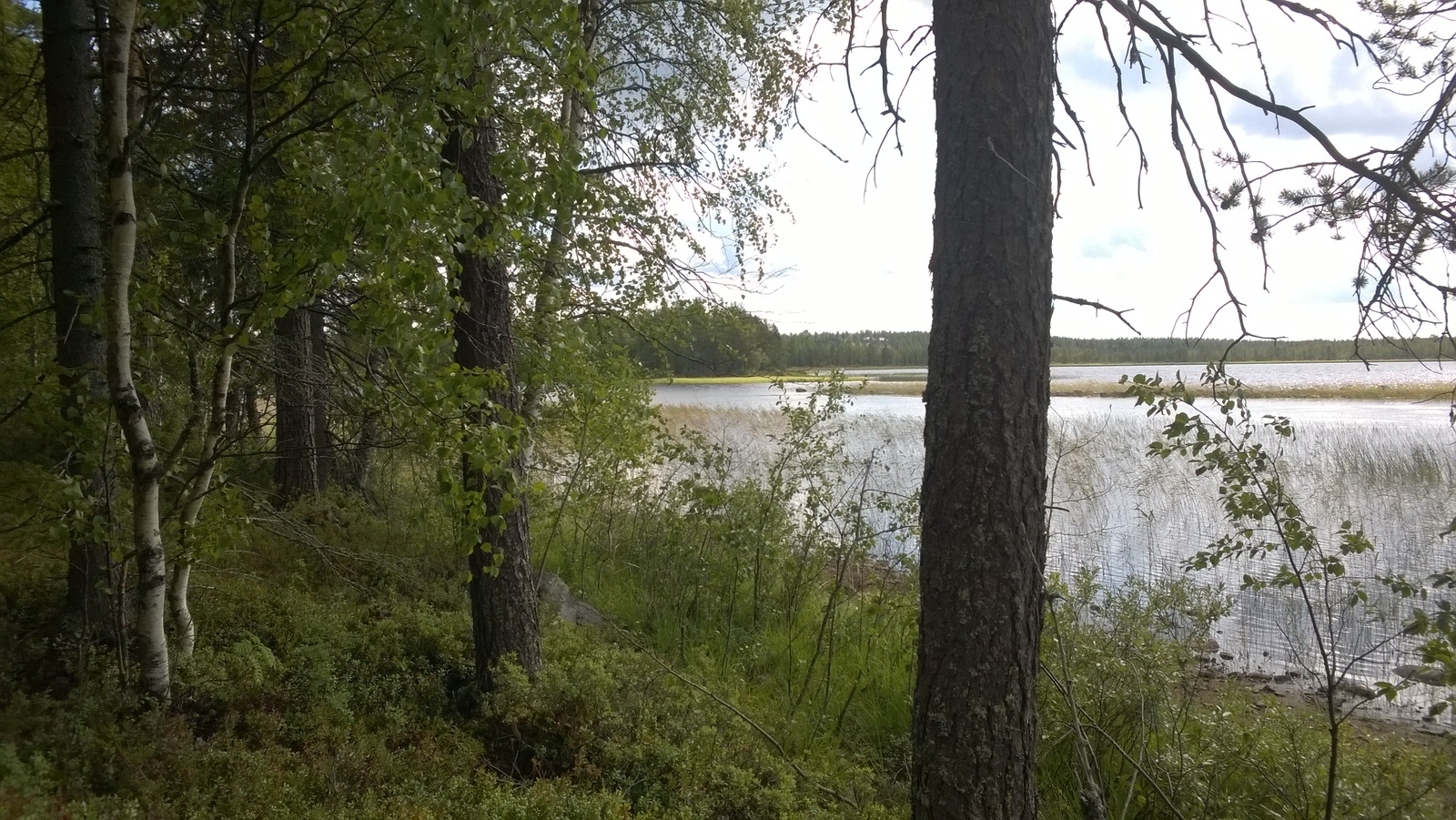 Rannassa kasvavien mäntyjen ja koivujen takana avautuu järvimaisema.