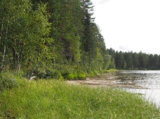 Vehreä sekametsä reunustaa hiekkarantaista järveä. Etualalla on rantakasvillisuutta.