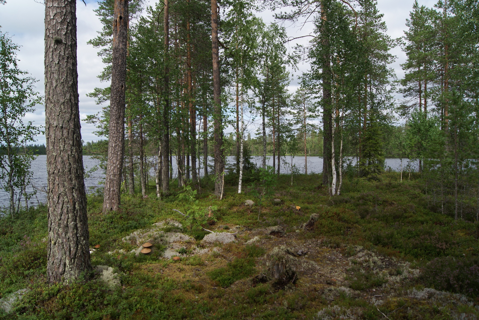 Rannalla kasvavien mäntyjen ja koivujen takana avautuu kesäinen järvimaisema. Maassa kasvaa sieniä.