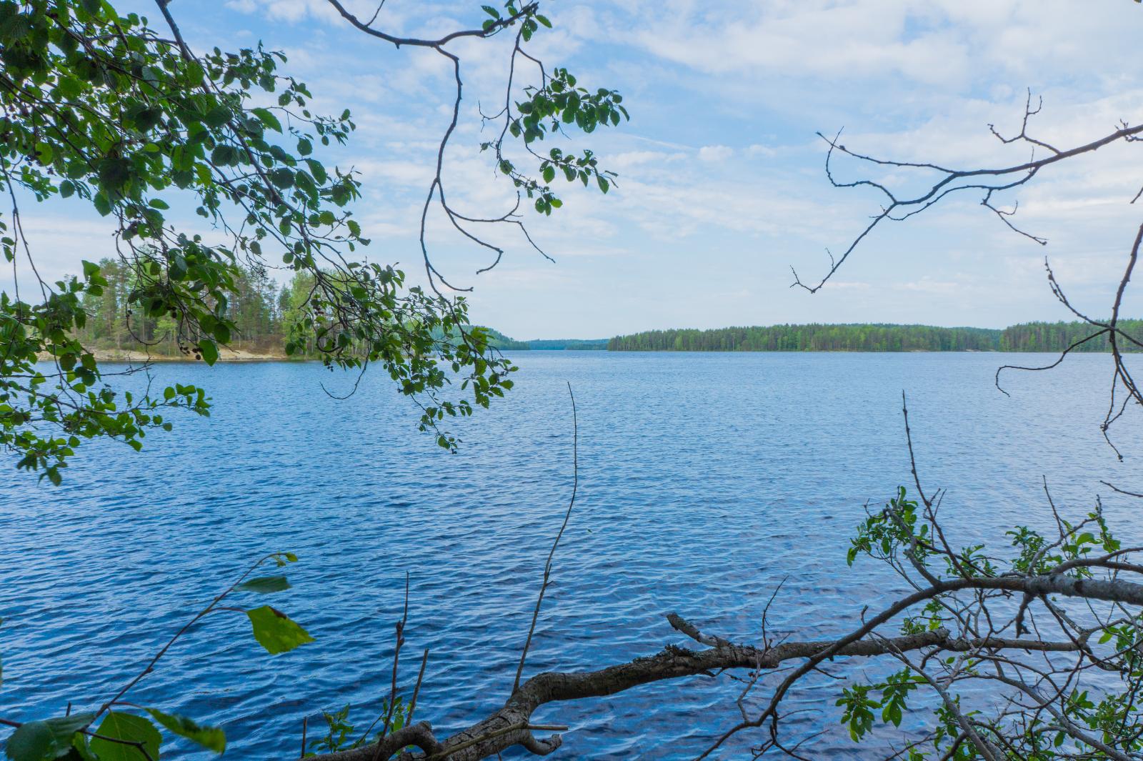 Lepän oksat reunustavat kesäistä järvimaisemaa. Taivaalla on ohuita pilviä.